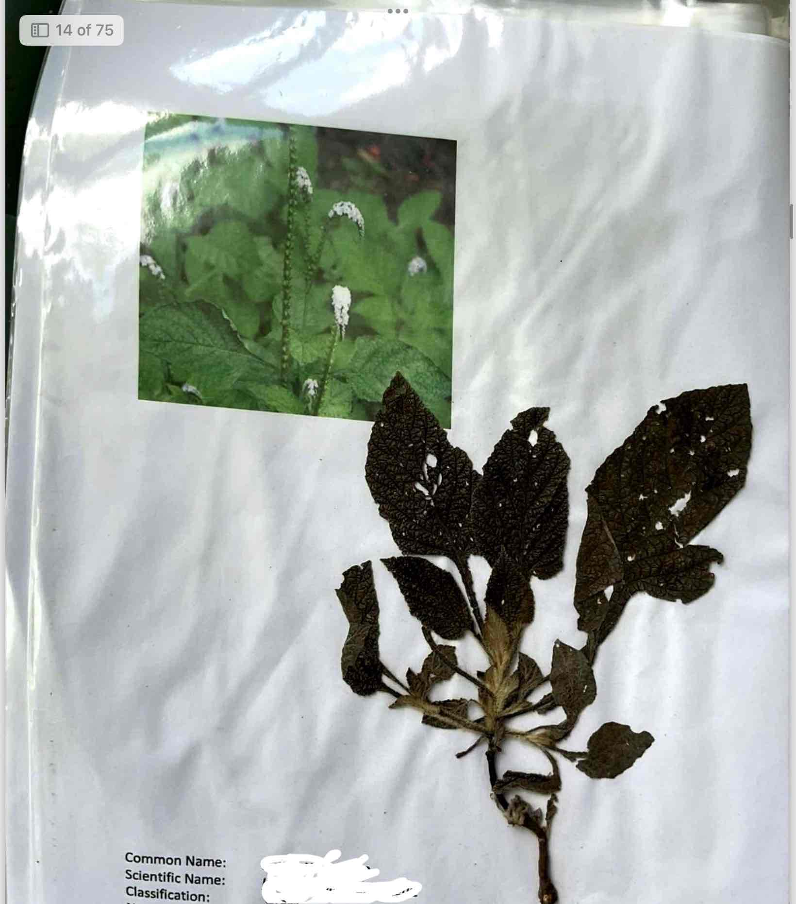 term image