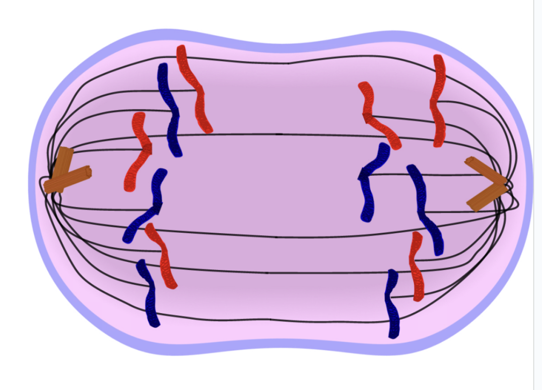 <ul><li><p><span>A = Apart or Away!</span></p></li><li><p><span>Spindle fibers attached to the centromere pull the sister chromatids apart</span></p></li><li><p><span>Chromosomes move toward opposite ends of cell</span></p></li></ul><p></p>