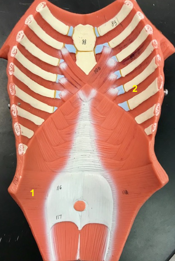 <p>What is the muscle indicated by the yellow 2? Function?</p>