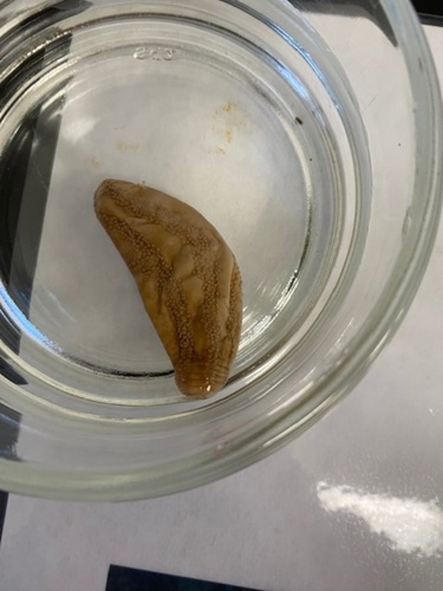 <p>What Class is this organism?</p>