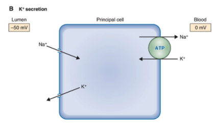 <p>secretion</p><ul><li><p>K+ into lumen, Na/K ATPase filters K+ from blood </p></li></ul><p></p>