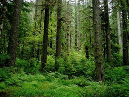 <p>Temperate evergreen (rain) forests</p>