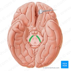 <p>finns i mecencephalon</p>