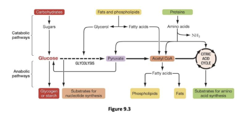 <p><span><span>You eat a large plate of non-fat pasta for a late evening snack. Using your knowledge of the central role cellular respiration plays in metabolism and the figure below as a reference, indicate if it is possible for the carbon atoms contained in the pasta to end up in the indicated molecules.<br>1. Cellulose stored in your muscle cells<br>2. A sodium ion actively transported by the sodium/potassium-ATPase<br>3. A lysosomal hydrolase<br>4. Water made in cellular respiration<br>5. Oxygen used in cellular respiration<br>A. 3 only<br>B. 2 and 3 only<br>C. 1, 3, 5 only<br>D. 2, 3, 4 only<br>E. 1, 2, 3, 4, 5</span></span></p>