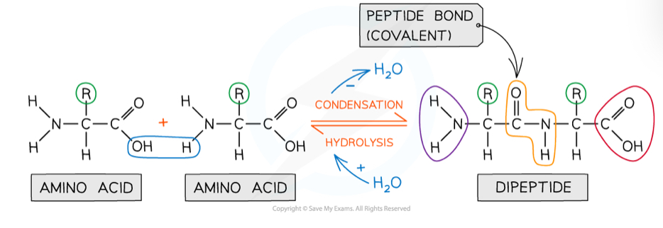 <p>A peptide bond between two amino acids is formed through condensation- when the OH from the carboxyl group of one amino acid reacts with an H from the amine group of another amino acid</p><ul><li><p>Peptide bonds are covalent</p></li></ul><p>This is reversed by a hydrolysis reaction</p>