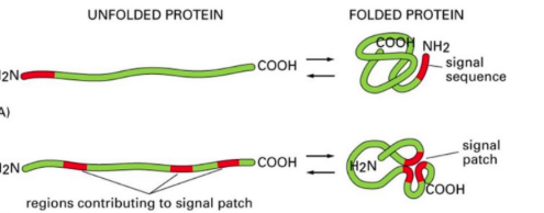 <p>signal sequence that is only active when folded</p>