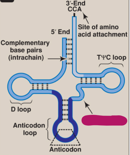 <p>What is this part of tRNA?</p>
