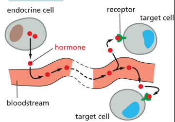 <p>signaling factors that travel long distances in blood</p>