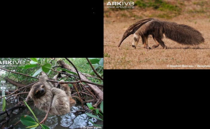 <p>sloths, anteaters</p>