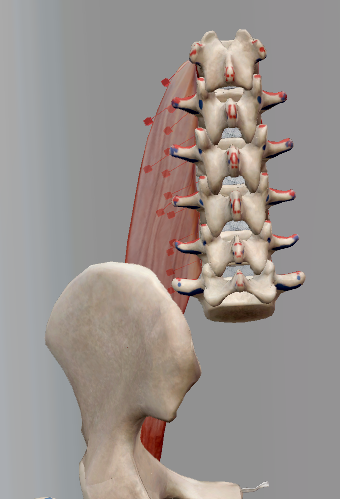 <p>Origin: (1) Transverse processes and bodies of all the lumbar vertebra; (2) intervertebral fibrocartilages (T12-L05); (3) a series of tendinous arches that extend across the constricted parts of the bodies of the lumbar vertebrae</p><p>Insertion: Lesser trochanter of the femur with the iliacus</p><p>Innervation: Branches from nerves L01-L04</p><p>Action: Flexion of the thigh at the hip joint; when the femur is fixed, flexes the trunk as in sitting up</p>