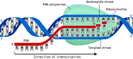 <p>The side / strand of DNA that is used by RNA polymerase as a guide for making RNA during transcription. (Only 1 side is used because RNA is only single-stranded)</p>