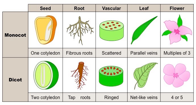 <p>Monocots</p><p>-       One-seed leaf (cotyledon – amount of seed leaves)</p><p>-       Parallel leaf venation (ex corn)</p><p>-       Scattered vascular bundles</p><p>-       Fibrous root system</p><p>-       Floral parts (petals) in multiples of 3</p><p>o   Trillium flower</p><p>Dicots</p><p>-       Two-seed leaves (2 cotyledons)</p><p>-       Vascular bundles arranged in rings</p><p>-       Taproot system (carrot)</p><p>-       Floral parts (petals) in multiples of 4</p><p>o   daisy</p>