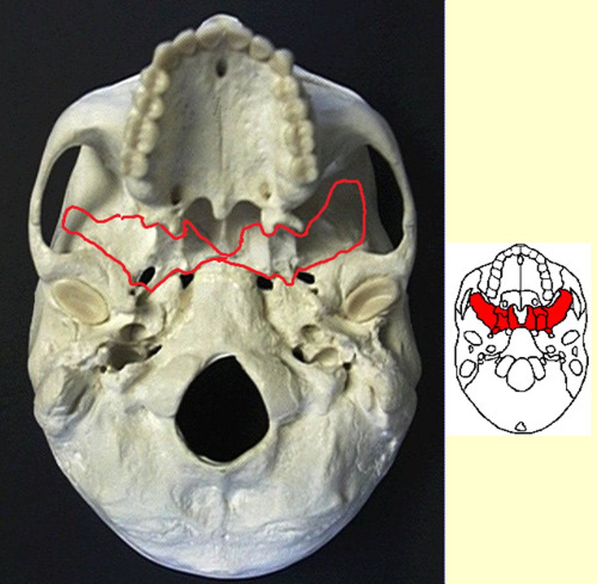 knowt flashcard image