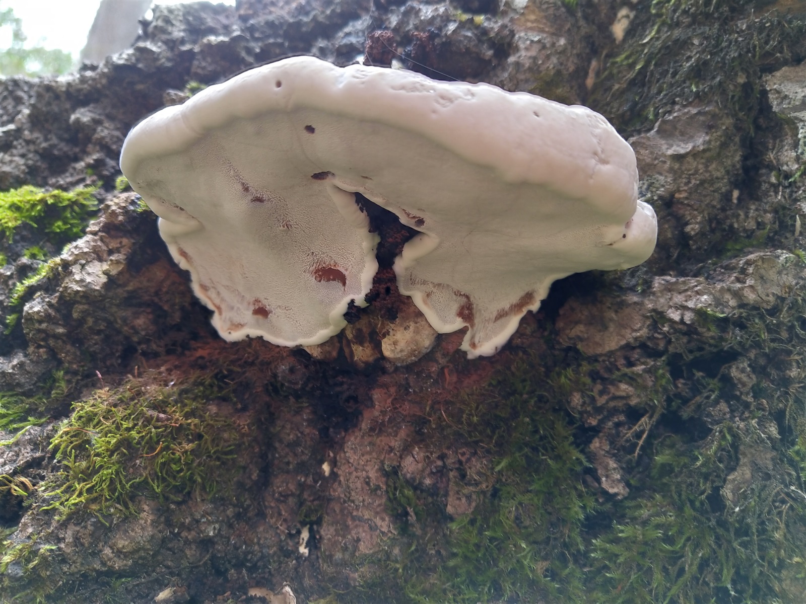 <p><span>Ganoderma applanatum - platticka</span></p>