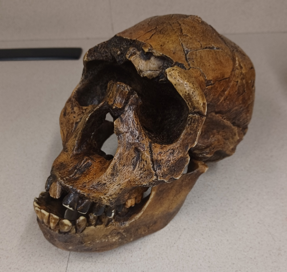 <p>What skull is this?</p>