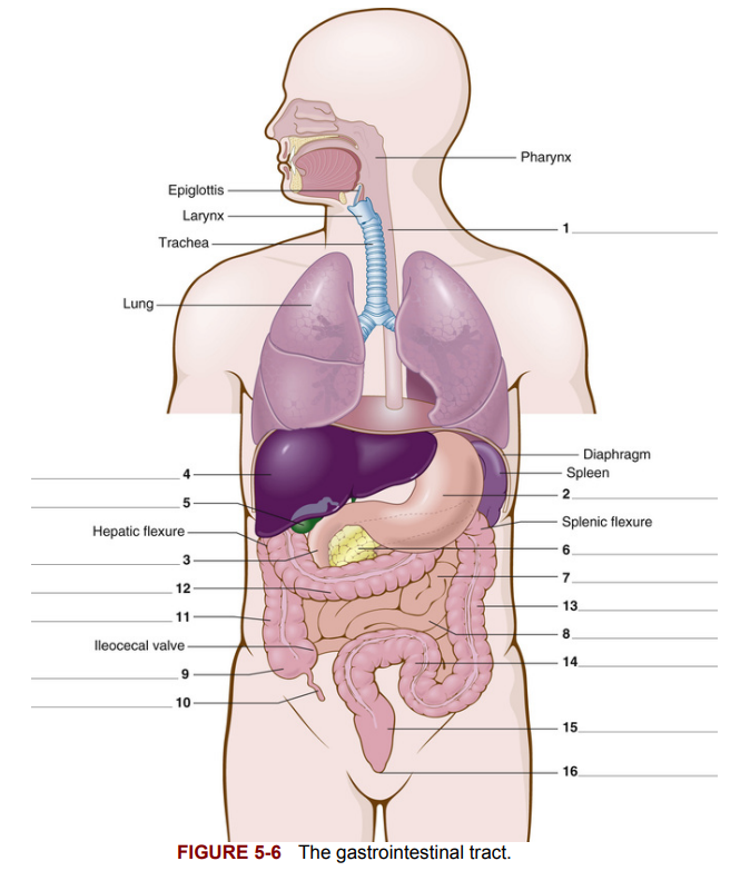 <p>FInd the esophagus</p>