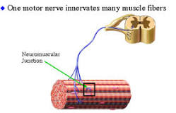 <p>Motor Unit</p>