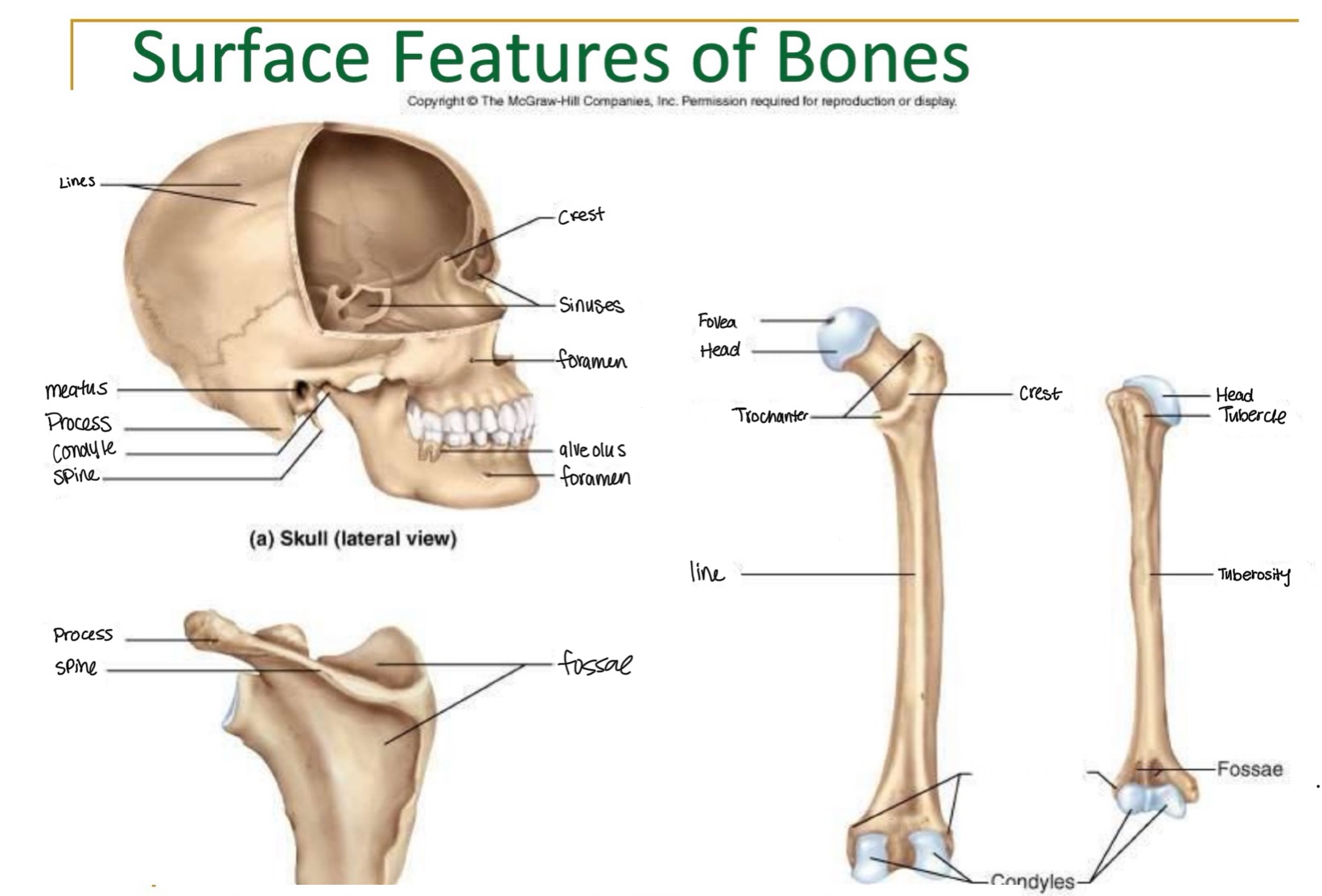 <p><br>label missing word on diagram (Femur and Humerus)</p>