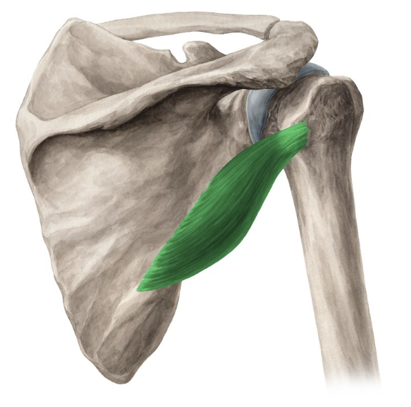 <p>Action: Shoulder external rotation</p><p>Origin: Lateral border of scapula</p><p>Insertion: Greater tubercle (humerus)</p><p>Innervation: Axillary nerve C5-6</p>
