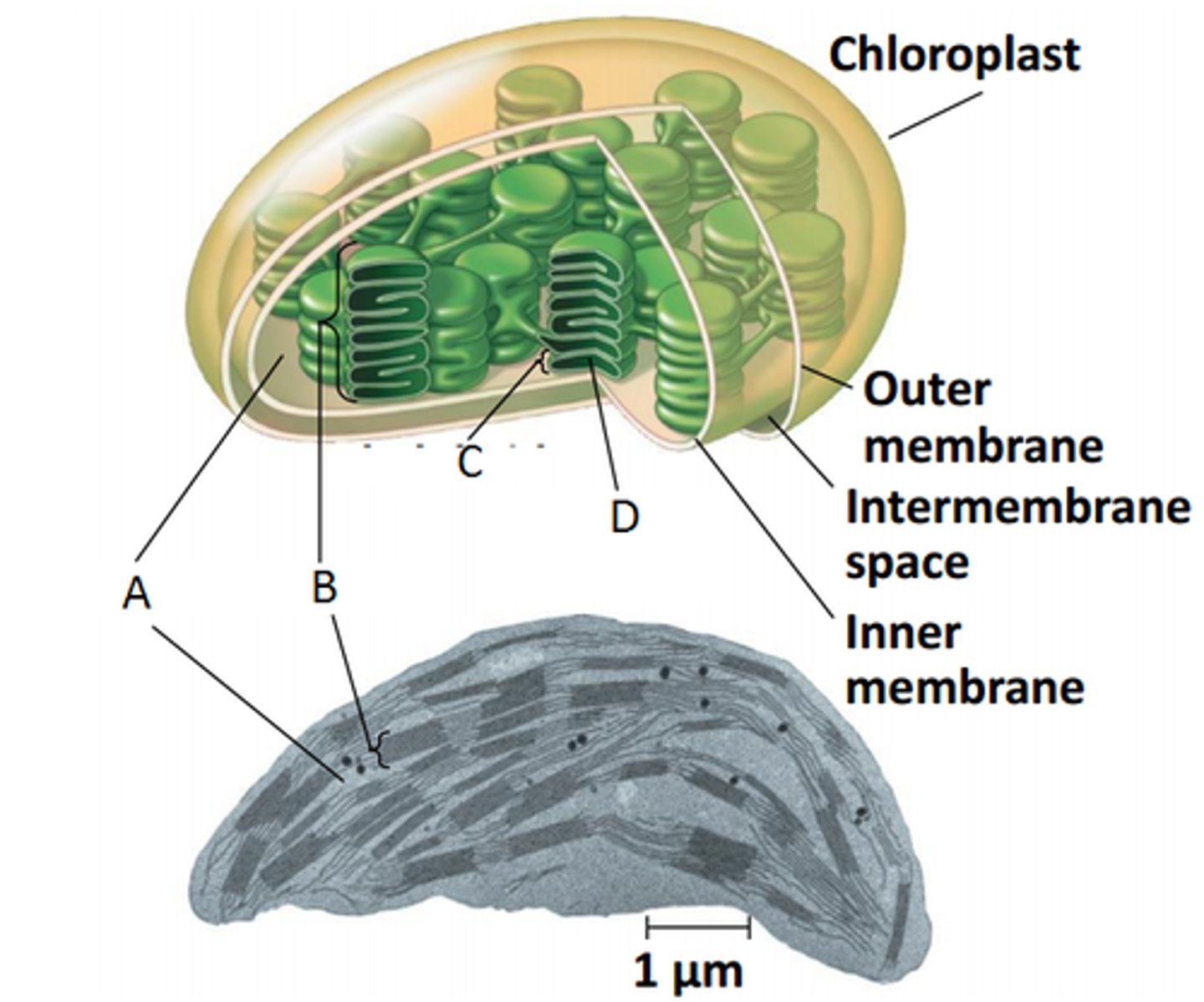 <p>(C) flattened membrane sacs in chloroplast (Light Reactions SITE)</p>