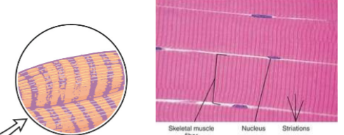 <p><u>Skeletal muscle</u></p><ul><li><p>Long tubular cells with __</p></li><li><p>Found in __-moving muscles</p></li></ul><p></p>
