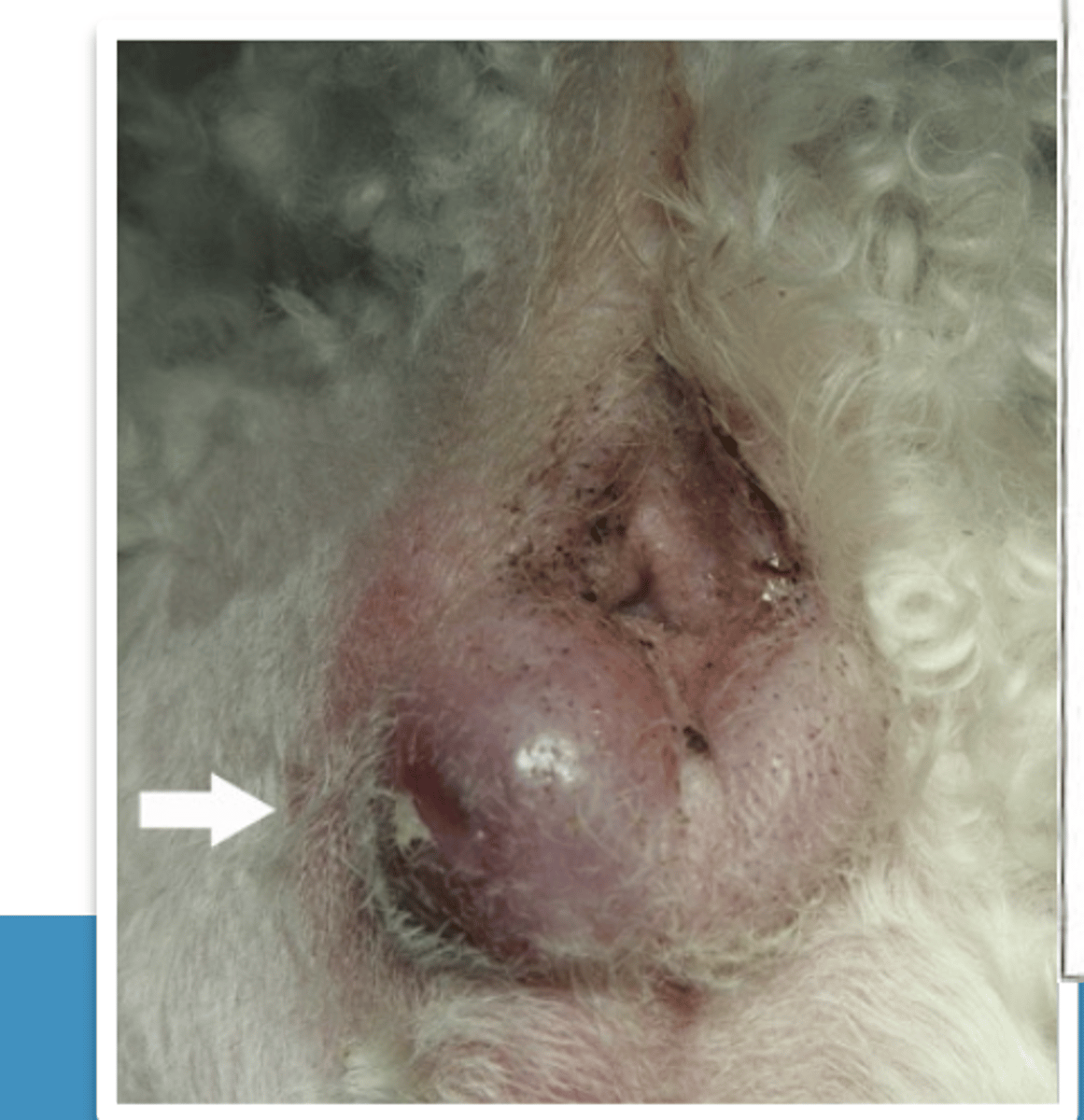 <p>what is this issue?</p>