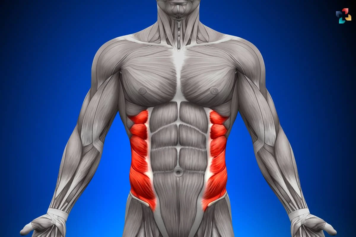 <p>What muscle is this?</p>