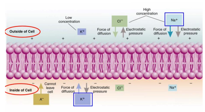 <p>= when neuron is not sending a signal</p><ul><li><p>membrane potential is about -70 millivolts</p></li><li><p>Membrane potential is maintained by K+ &amp; Na+ pumps </p></li><li><p>membrane is leaky to K+ via channels that are always open, K+ diffuses out</p></li></ul><p></p>