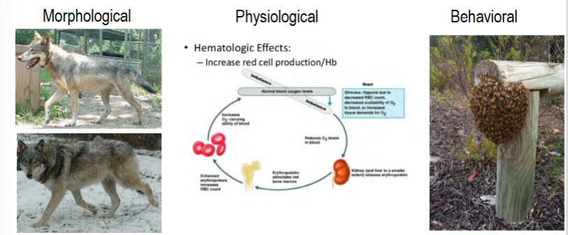 <p>relatively rapid, temporary phenotypic change in individuals to reduce effects of physiological stress</p><p><em>individual</em> (NOT entire species) response to abiotic variation</p><p>occurs over a relatively short time period</p><p>can and will reverse if the stress is eliminated</p><p>can be morphological, physiological, or behavioral adjustment</p><p>does <em>not eliminate</em> physiological stress</p><p>amount is limited by the level of phenotypic plasticity</p><p>e.g. growing thicker fur in winter, increasing erythrocyte production, bees forming a ball to keep warm</p>