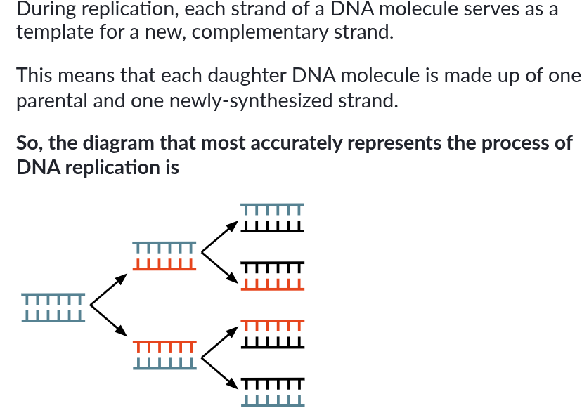 <p>Semi conservative model</p>