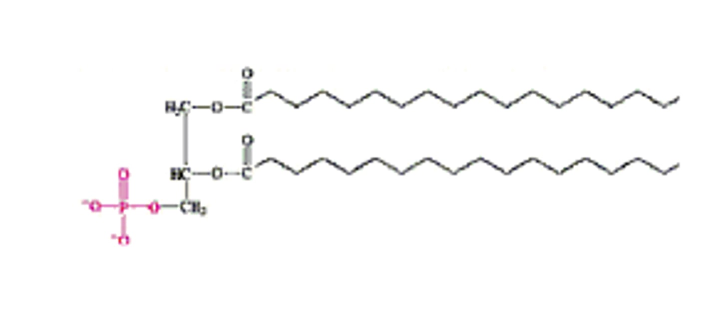 <p>DAG + phosphate group at C3</p>