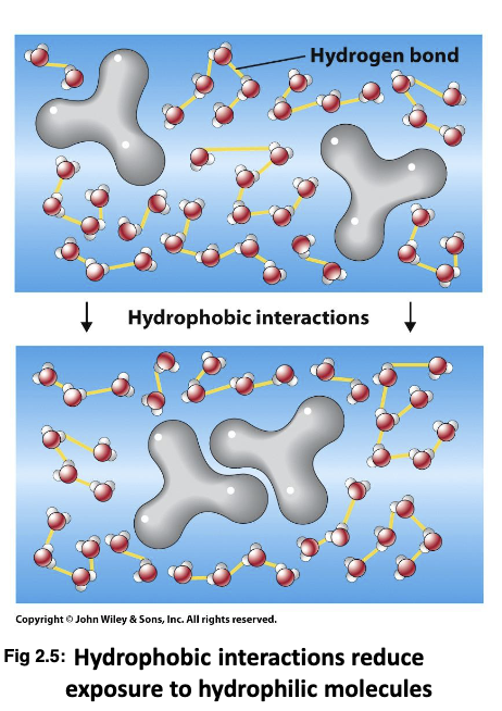 <p>Intermolecular forces (forces between 2 separate molecules) between hydrophobic molecules and water. The hydrophobic molecules will form in a way that will limit their interaction with water. Is not a true bond. Significant within larger biological molecules (away from water). Due to dipoles. Sensitive to the distance between 2 atoms/molecules.</p>