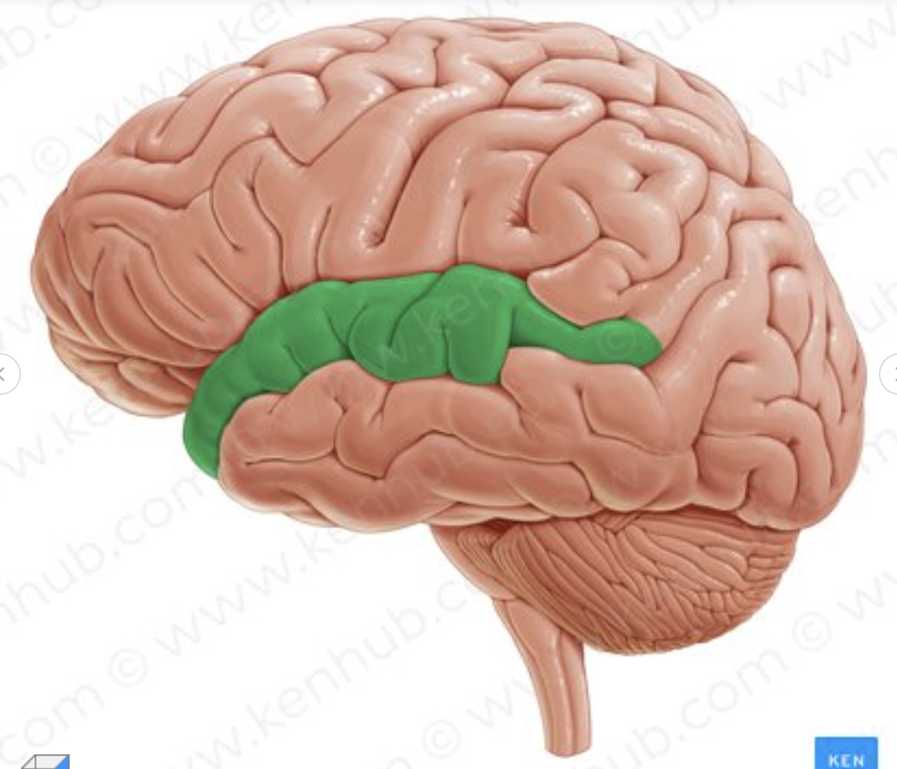 <p>Which gyrus is in green?</p>