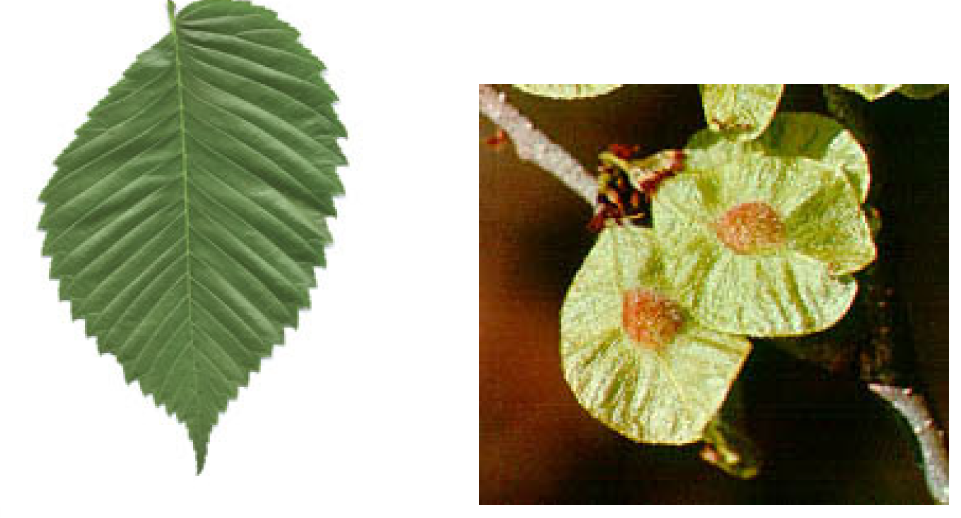Which woody dicot family has leaves with a notably asymmetrical based and fruit in the center of a wing?