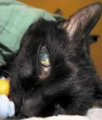 <p>Eyeballs start moving to central, and pupils become more dilated</p>