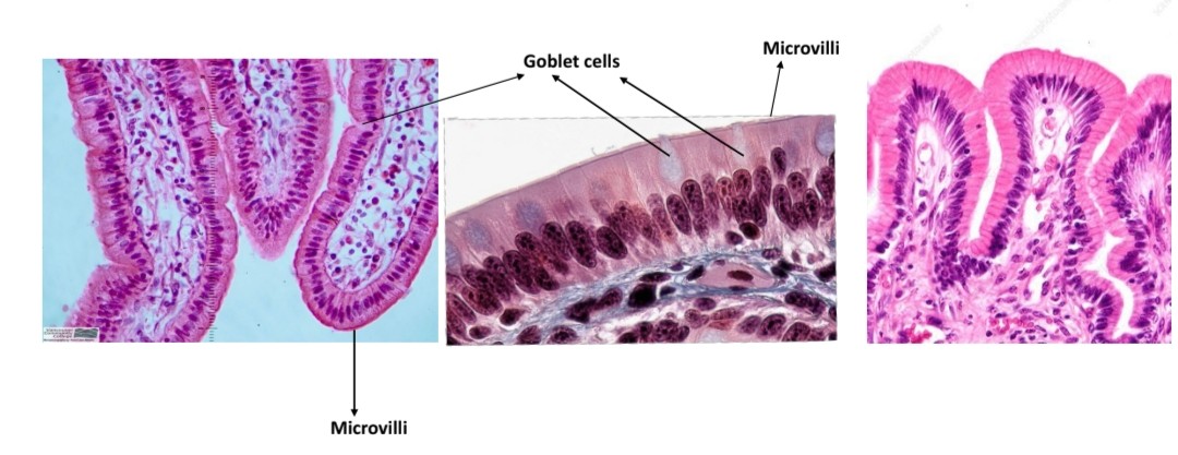 <p>Name the tissue</p>