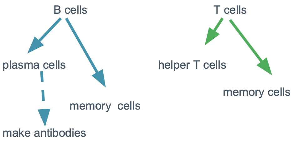 <p>There are many B-cells and Helper T-cells but each are antigen specific</p><p>B-cells = Produce antibodies + Become memory cell ONLY when activated</p><ul><li><p><strong>Activation</strong> = Requires both…</p><ol><li><p>Direct interaction with the specific antigen</p></li><li><p>Contact with a helper T-cell that has been activated by the same type of antigen</p></li></ol></li></ul><p></p>
