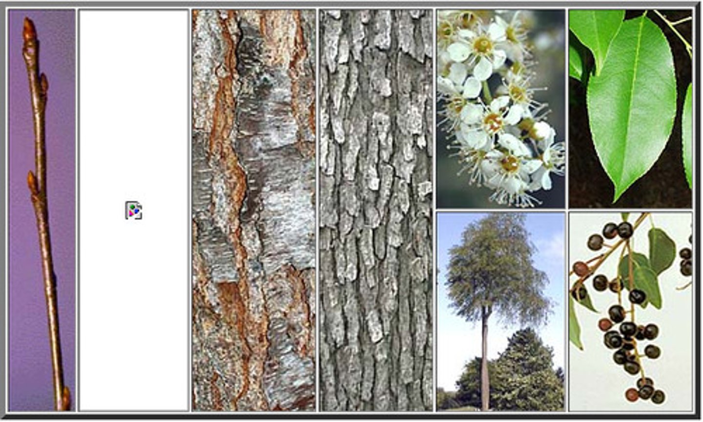 <p>fine sedation of leaves</p><p>rough bark on bottom, smooth grey bark on top</p>