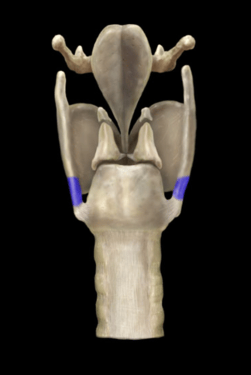 <p>Name the Part of the Thyroid Cartilage</p>