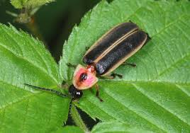 <p>funky head outer coating</p><p></p>