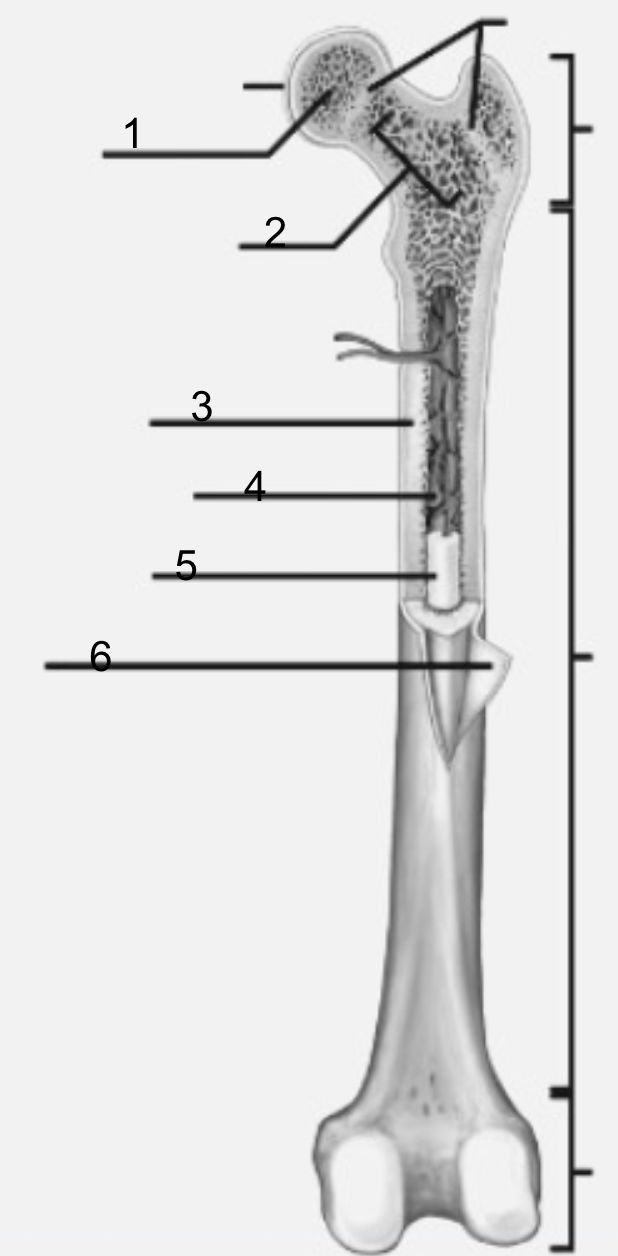 <p><span style="font-family: Arial, sans-serif">Epiphysis </span></p>