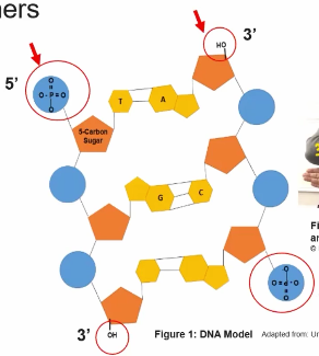 <ol><li><p>Both DNA and mRNA had three components—-Sugar, Phosphate group, and a Nitrogenous base— that form nucleotide units that are connected by covalent bonds to form a lineral molecules with 5’ and 3’ ends.</p></li><li><p>The nitrogenous bases are perpendicular to the sugar-phosphate backbone</p></li><li><p>The both contain the same Purines groups (Adenine &amp; Guanine) and contain one of the same Pyrimidines groups (Cytosine)</p></li><li><p>The linear sequence of all nucleic acids is characterized by a 5' end phosphate and a 3’hydroxly of the sugar in the nucleotide.&nbsp;</p></li></ol><p></p>