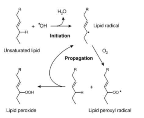Lipid Oxidation