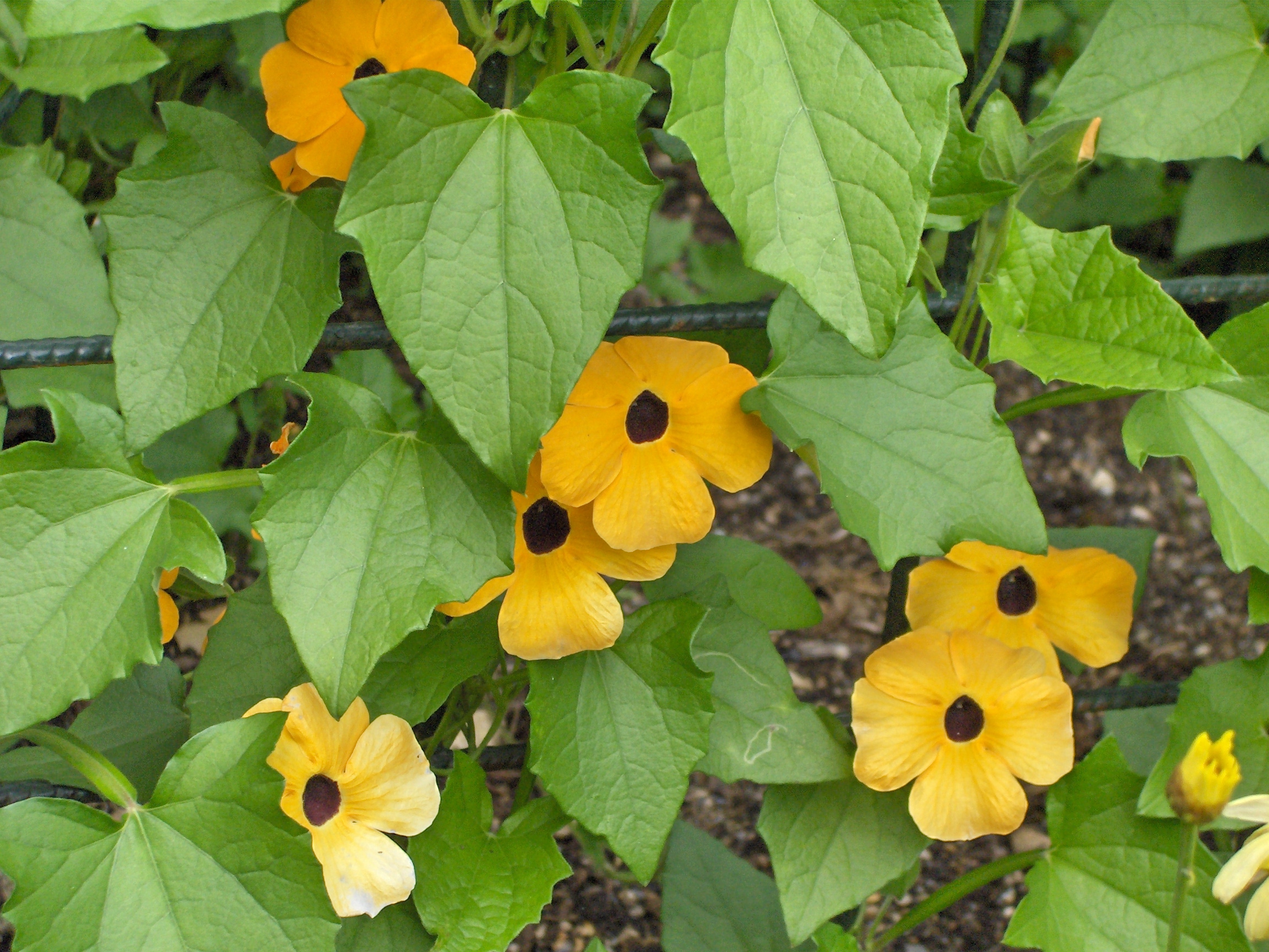 <p>deltoid to ovate 1-3” long and wide leaves, dentate margins, hairy texture, winged petioles, climbs by twining around support, 5-petaled orange flowers</p>