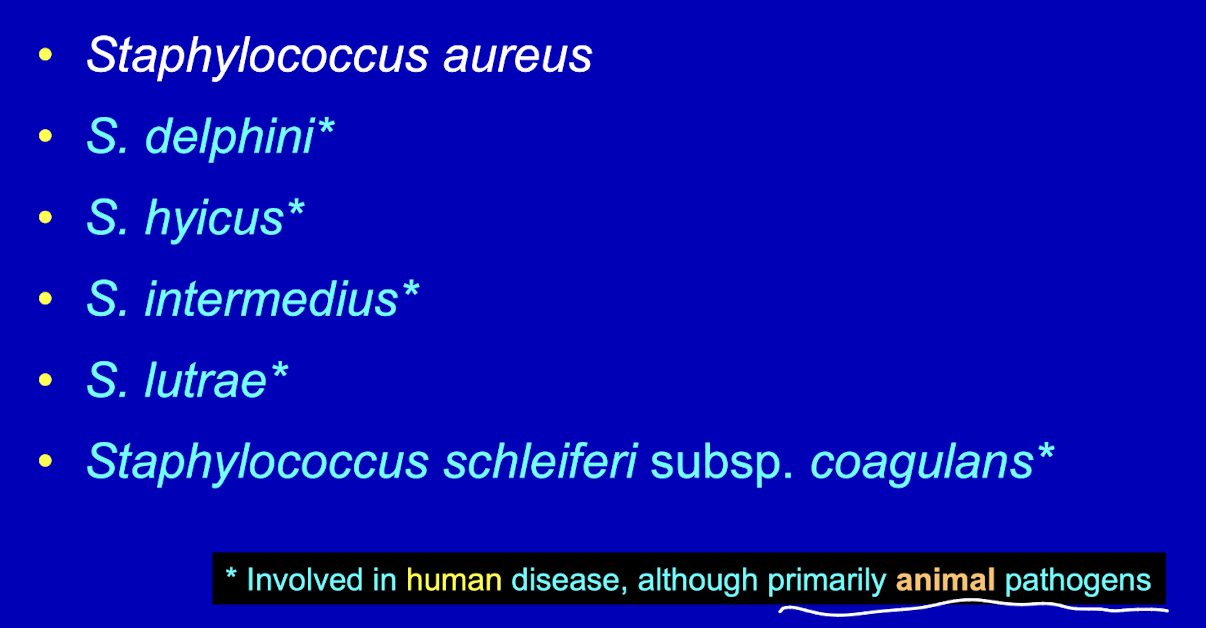 <p><strong><em>Staphylococcus aureus</em></strong></p>