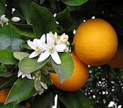 Family: Rutaceae 
Common: sour orange 
Range: Non native 
Habitat: Mesic-hydric sites 
Bark: Stems are herbaceous with thorns 
Persistence: Evergreen 
Leaves: Simple & alternate, ovate-elliptic shaped, entire margins, pinnate venation
Other: Older leaves feature winged petioles, prominent thorns throughout stem, crushed leaves smell like citrus