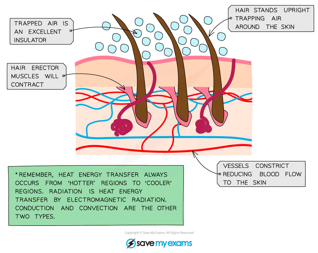 <ul><li><p><strong>Vasoconstriction of skin capillaries</strong></p><ul><li><p>One way to <strong>decrease heat loss</strong> is to supply the capillaries in the skin with a<strong> smaller volume of blood</strong>, minimising the loss of heat to the environment via <strong>radiation</strong></p></li><li><p>During vasoconstriction, the muscles in the arteriole walls <strong>contract</strong>, causing the arterioles near the skin to constrict (get smaller) and allowing less blood to flow through capillaries</p></li><li><p>Vasoconstriction is not a 'warming' mechanism as it does not raise the temperature of the blood but instead reduces heat loss from the blood as it flows through the skin</p></li></ul></li><li><p><strong>Shivering</strong></p><ul><li><p><strong>reflex action</strong> in response to a decrease in core body temperature</p></li><li><p>Muscles contract in a rapid and regular manner</p></li><li><p>The exothermic metabolic reactions required to power this shivering generate sufficient heat to warm the blood and raise the core body temperature</p></li></ul></li><li><p><strong>Erection of hairs</strong></p><ul><li><p>hair erector muscles in the skin <strong>contract</strong>, causing hairs to <strong>stand on end</strong></p></li><li><p>forms an insulating layer over the skin's surface by trapping air between the hairs and stops heat from being lost by <strong>radiation</strong></p></li></ul></li></ul><p></p>
