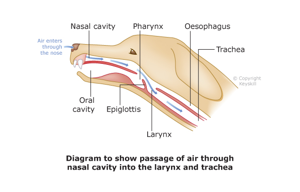 <ul><li><p><strong>Pharynx: </strong>a muscular tube formed by the nasopharynx and the oropharynx. It lies at the back of the oral and nasal cavities and a number of structures open into it. </p></li><li><p><strong>Larynx: </strong>air passes from the pharynx to the larynx. It is made of interconnecting cartilages (epiglottis, thyroid, cricoid and the arytenoids) linked by ligaments. It is attached to the skull by the hyoid apparatus. </p></li><li><p><strong>Epiglottis: </strong>a cartilage of the larynx that closes over the trachea when food is swallowed.</p></li></ul>