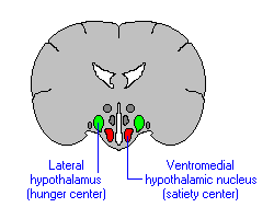 <p>known as the hunger center,</p><ul><li><p>stimulates feeding</p></li></ul><p>(Electrical stimulation of the __ ____ _ results in <strong>ravenous</strong> eating behavior)</p>