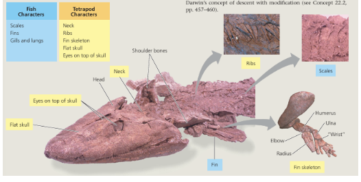 <p><strong>UNDER SUPERCLASS OF TETRAPODS:</strong></p><p>fossil showing both fish and tetrapod traits</p>